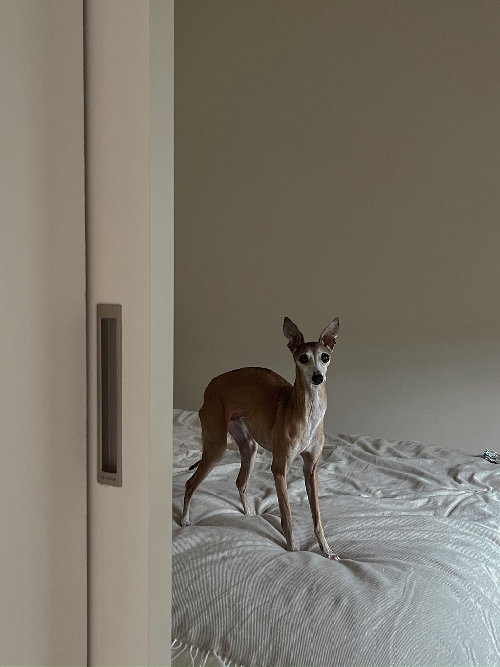 우리집-고양이가-눈안보이는-노견-지켜줘-(+추가사진)(+추추가)-14-이미지