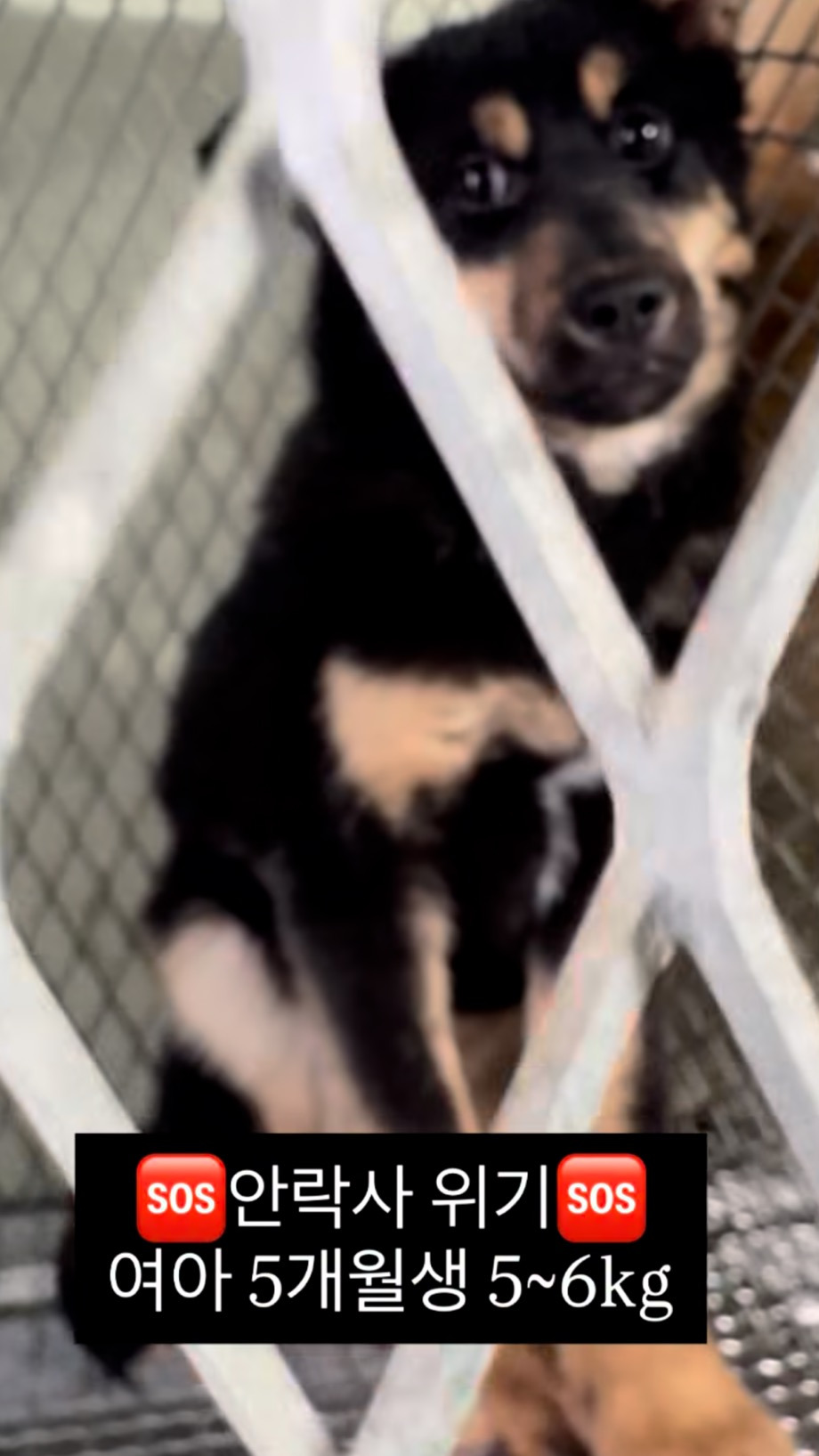 악성민원으로-오늘-전원-안락사-놓인-부산하얀비둘기보호소-강쥐들-5-이미지