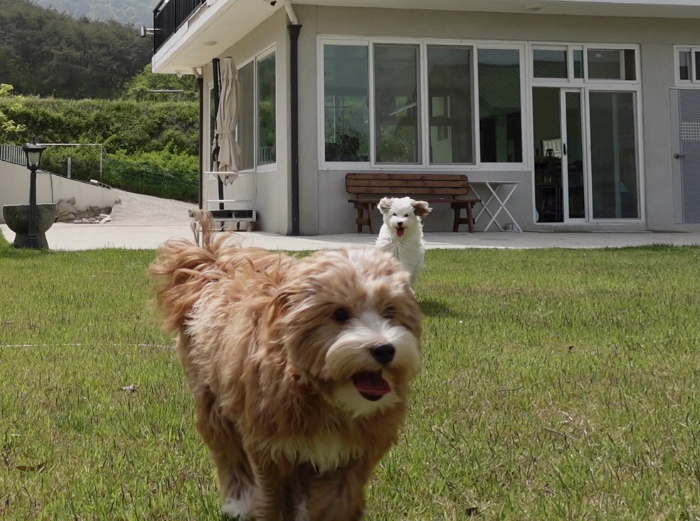 유기견-남매-데려왔는데-너무-귀여워ㅠㅠ-근데-너무-커버렸어;;-23-이미지