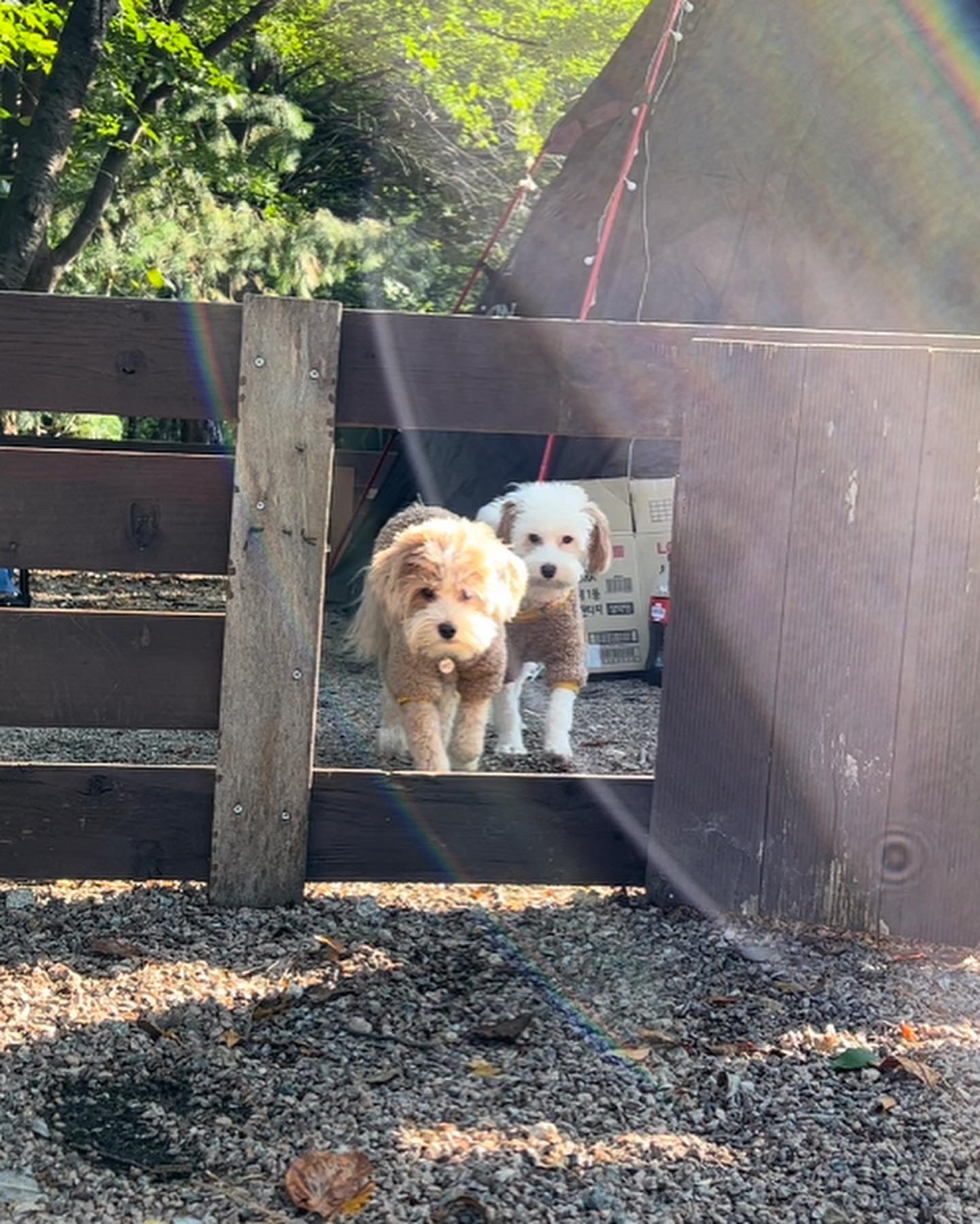 유기견-남매-데려왔는데-너무-귀여워ㅠㅠ-근데-너무-커버렸어;;-22-이미지