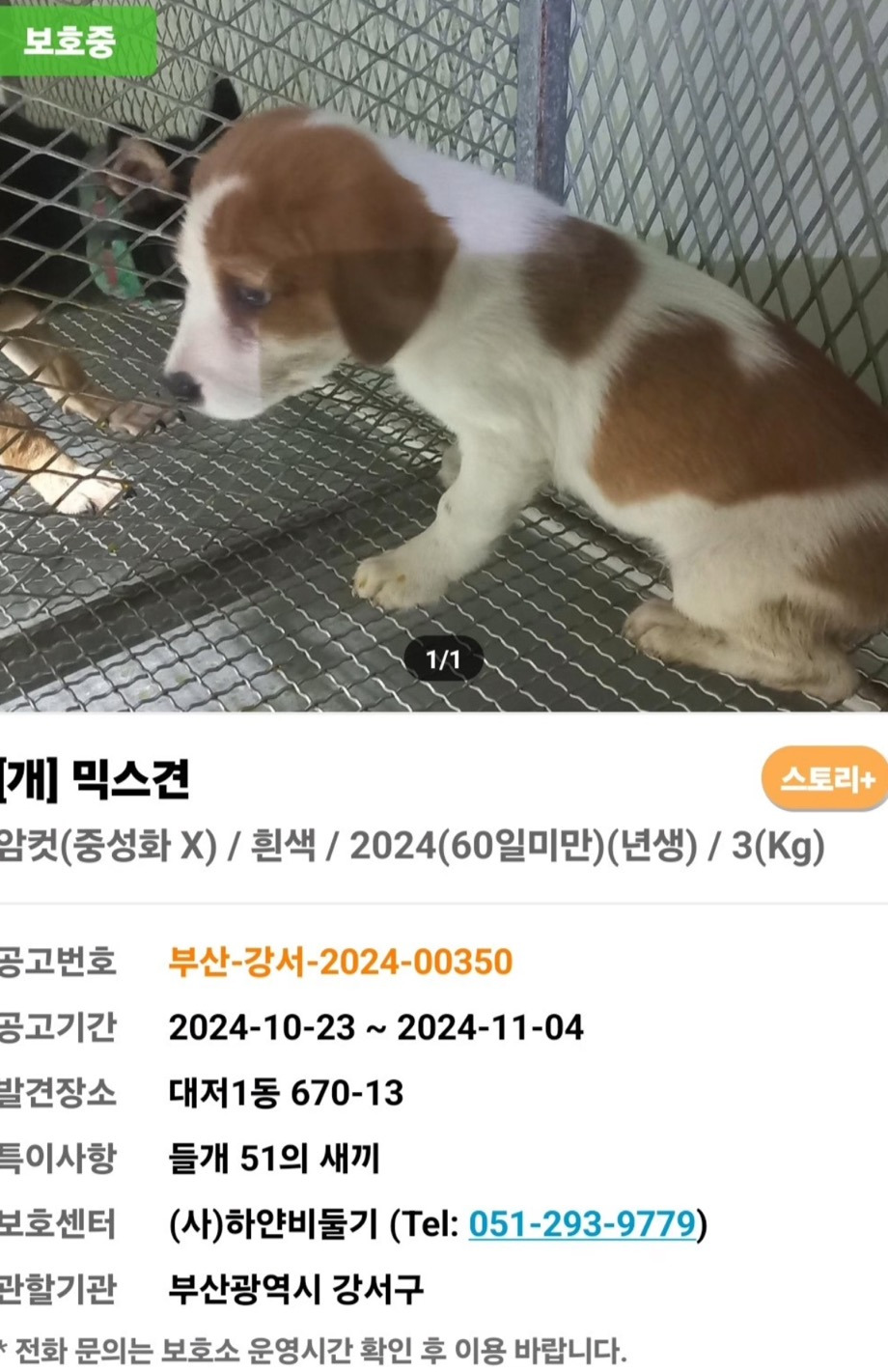 악성민원으로-오늘-전원-안락사-놓인-부산하얀비둘기보호소-강쥐들-4-이미지