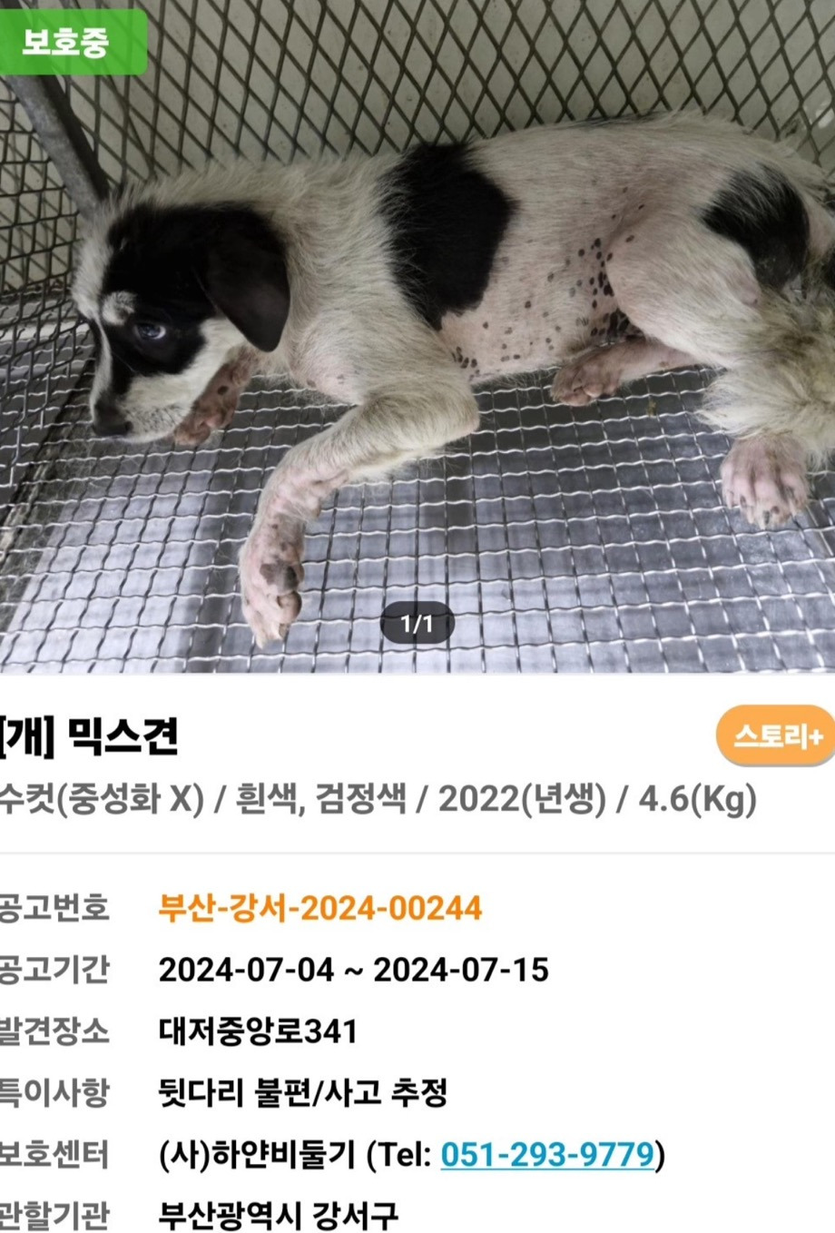 악성민원으로-오늘-전원-안락사-놓인-부산하얀비둘기보호소-강쥐들-1-이미지