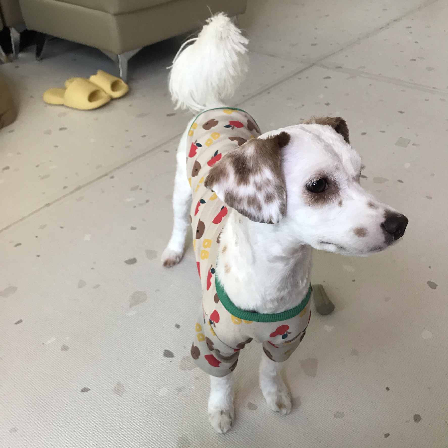 유기견-남매-데려왔는데-너무-귀여워ㅠㅠ-근데-너무-커버렸어;;-11-이미지