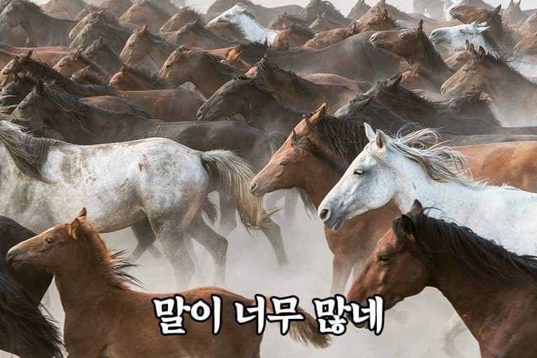 말띠-해가-얼마나-재미난지-아십니까?-4-이미지