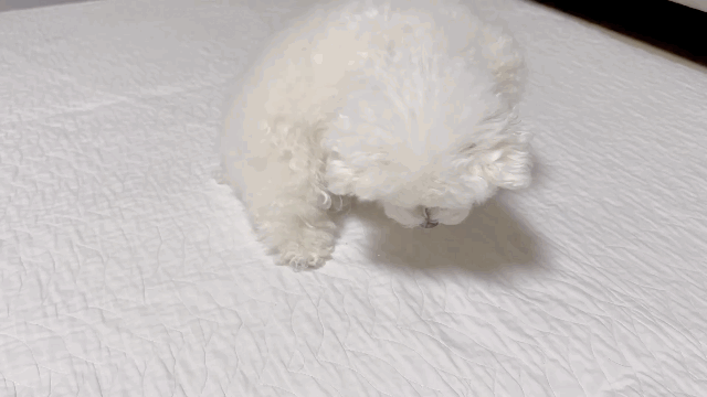 비닐이-발에-붙은-강아지-0-이미지