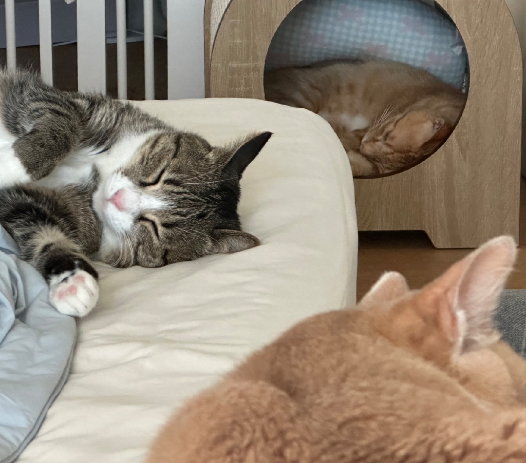 우리집-고양이가-눈안보이는-노견-지켜줘-(+추가사진)(+추추가)-9-이미지