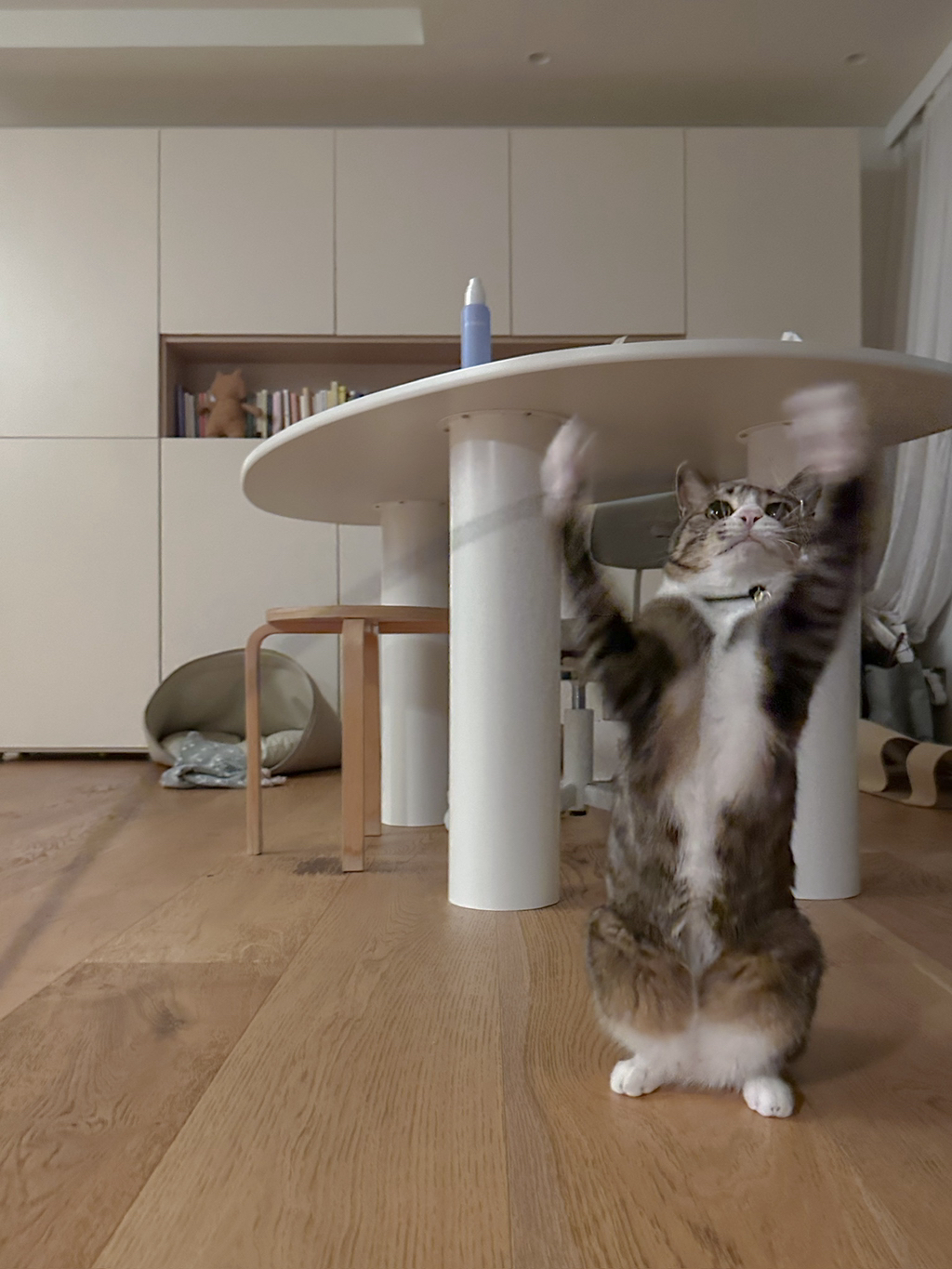 우리집-고양이가-눈안보이는-노견-지켜줘-(+추가사진)(+추추가)-21-이미지