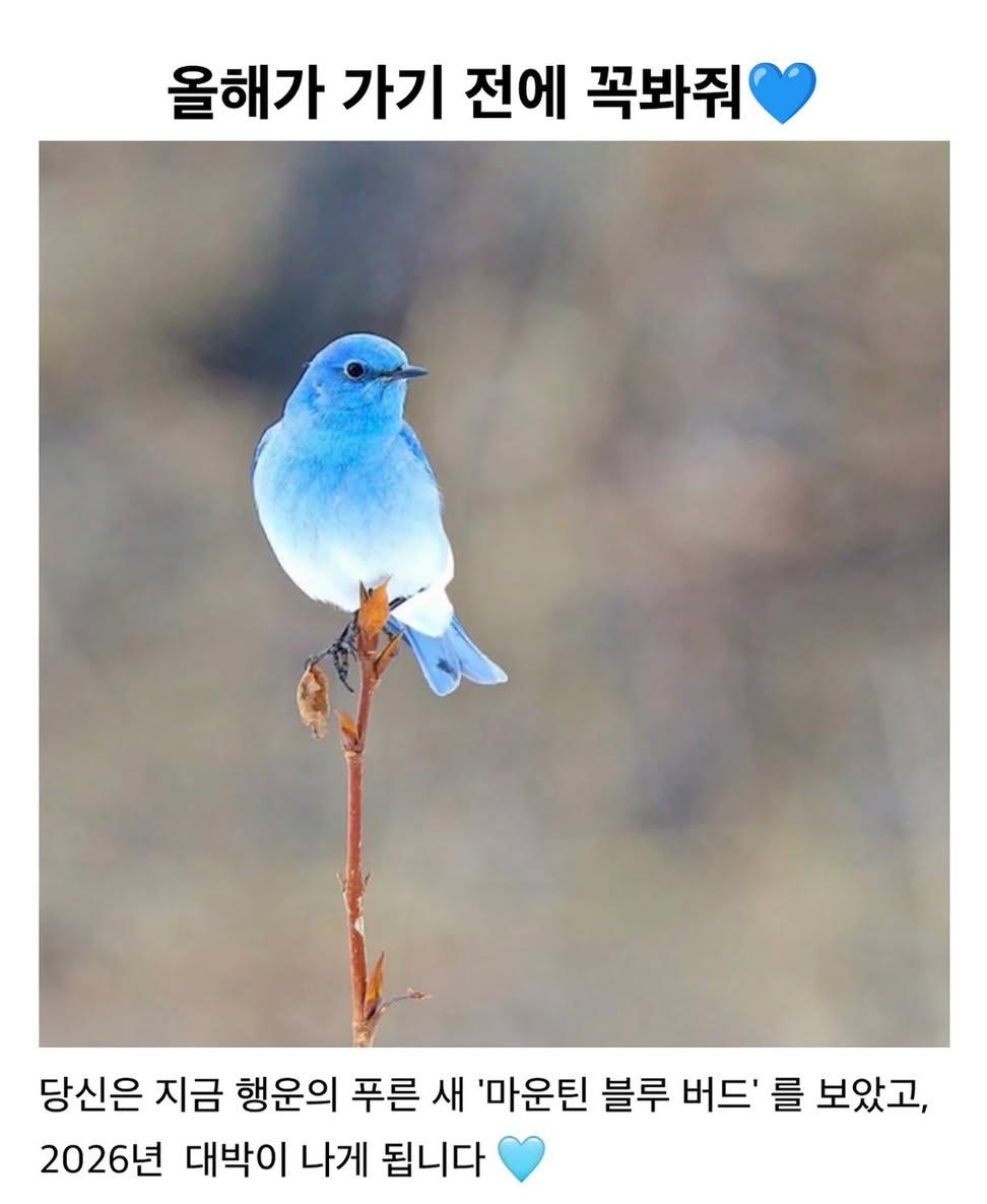 올해-가기-전에-마운틴-블루-버드-보고-가💙-0-이미지