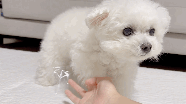 비닐이-발에-붙은-강아지-2-이미지