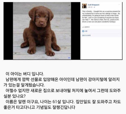 남편이-개털-알레르기가-있네요;;-입양-보냅니다-1-이미지