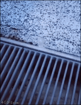 남편이-개털-알레르기가-있네요;;-입양-보냅니다-0-이미지