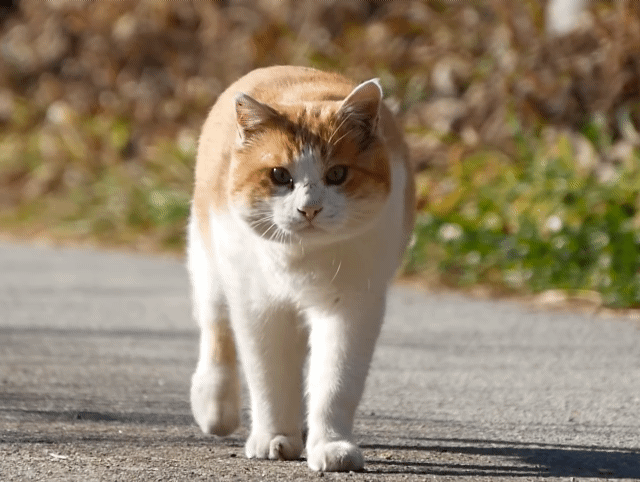 코숏-대중적-인기-vs-덕후픽-🐱-6-이미지