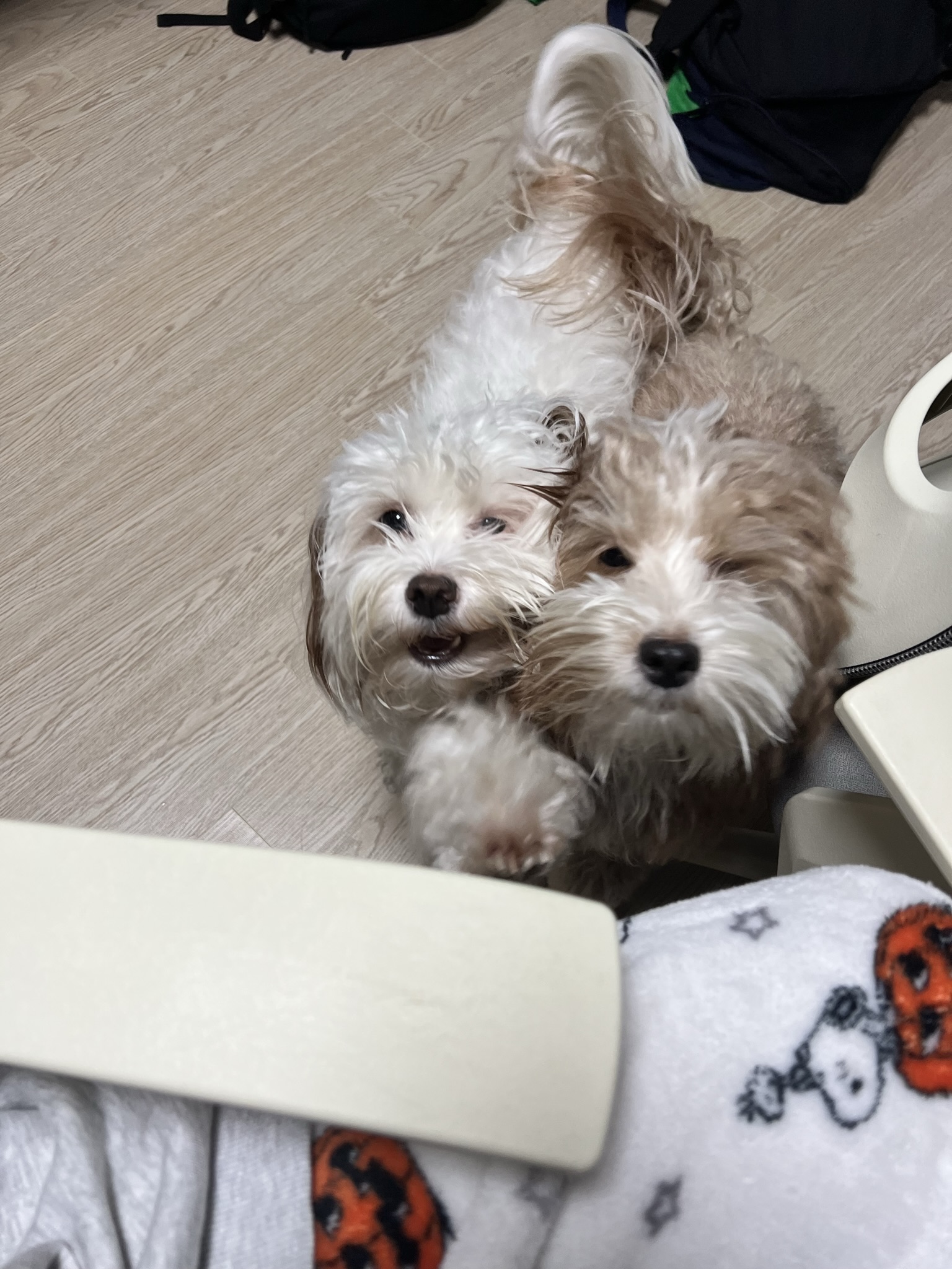 유기견-남매-데려왔는데-너무-귀여워ㅠㅠ-근데-너무-커버렸어;;-57-이미지