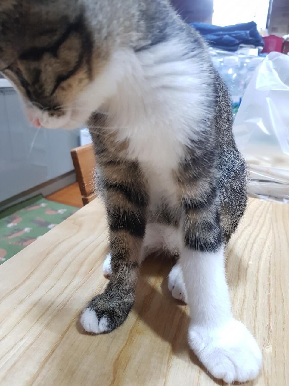 벌잡으려다-쏘인-냥이ㅠㅠ.JPG-1-이미지