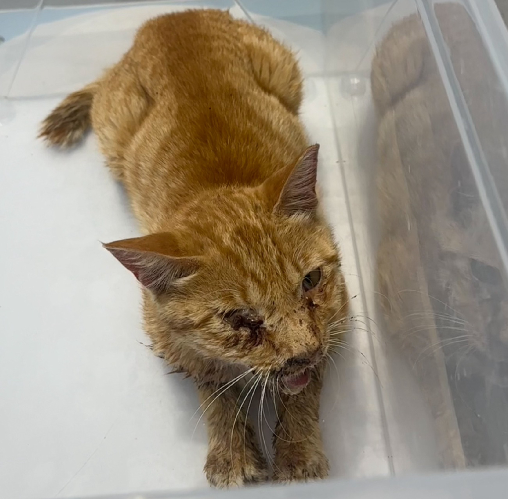 우리집-고양이가-눈안보이는-노견-지켜줘-(+추가사진)(+추추가)-45-이미지