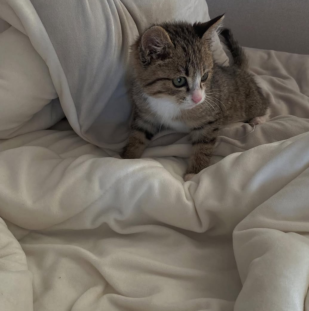 우리집-고양이가-눈안보이는-노견-지켜줘-(+추가사진)(+추추가)-27-이미지