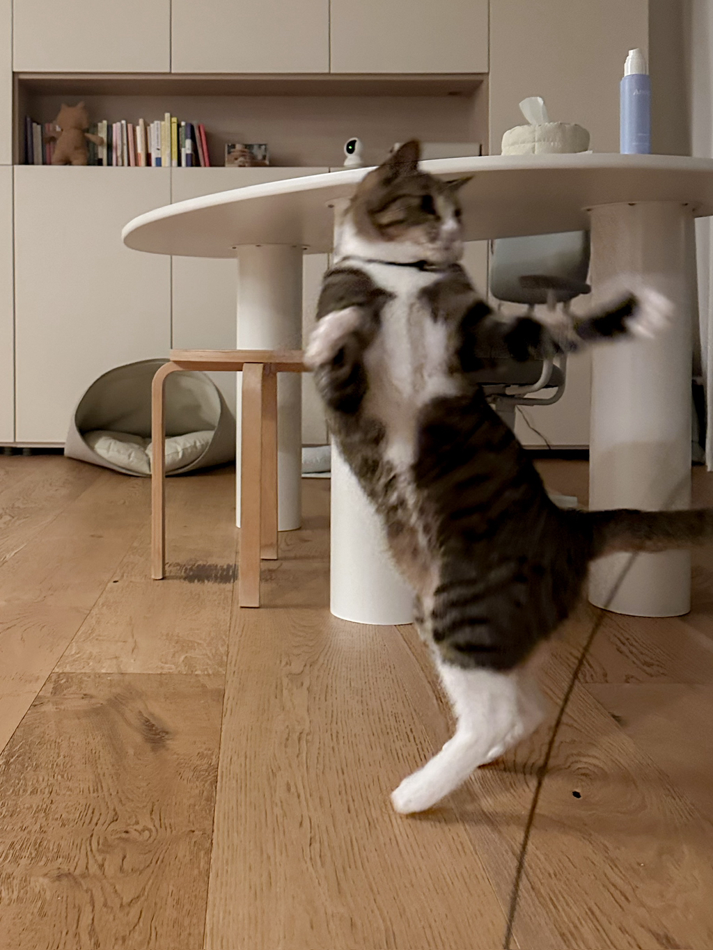 우리집-고양이가-눈안보이는-노견-지켜줘-(+추가사진)(+추추가)-22-이미지