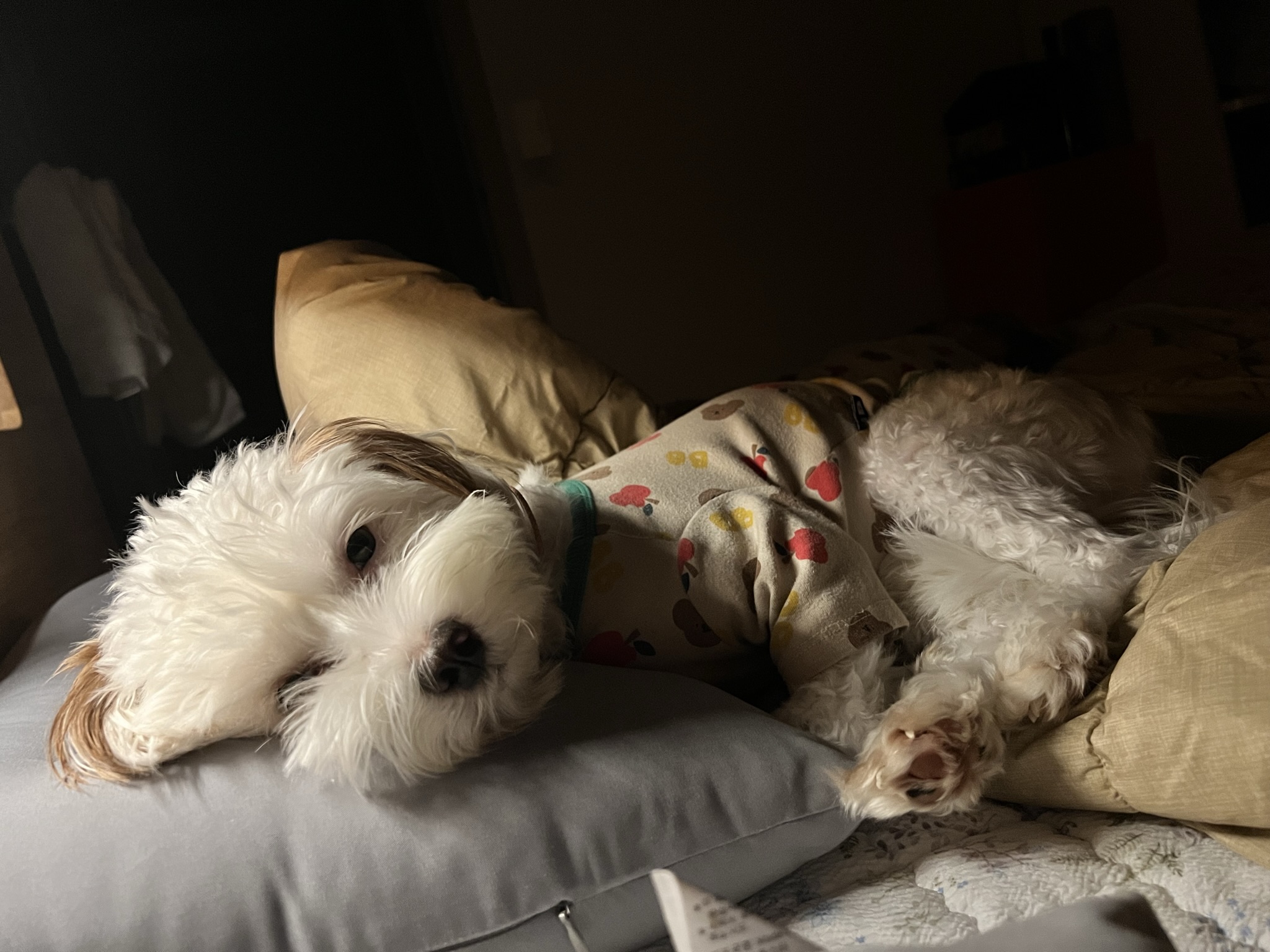 유기견-남매-데려왔는데-너무-귀여워ㅠㅠ-근데-너무-커버렸어;;-31-이미지