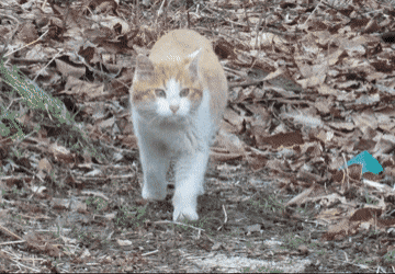 코숏-대중적-인기-vs-덕후픽-🐱-7-이미지