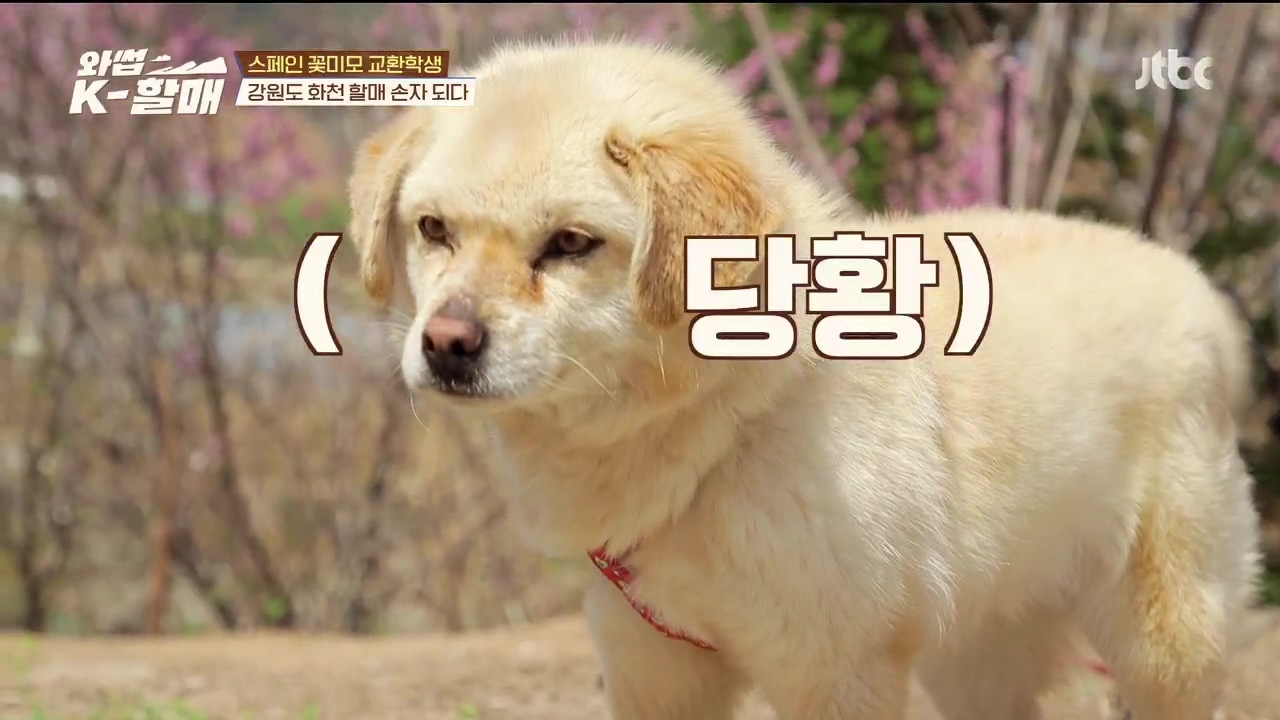 [와썹k할매]-외국인에게-제대로-플렉스하며-챙겨주는-k-할매-12-이미지