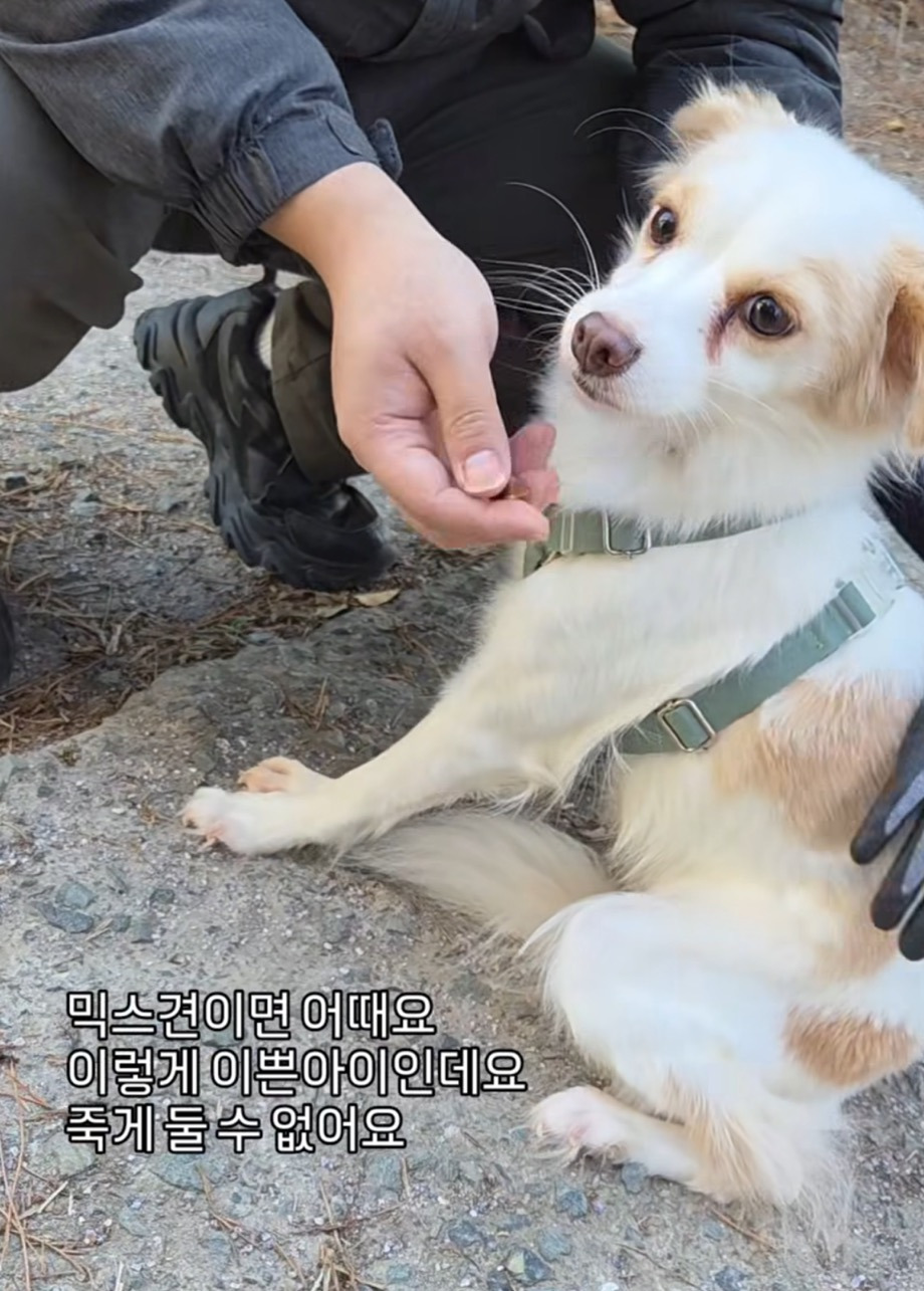 악성민원으로-오늘-전원-안락사-놓인-부산하얀비둘기보호소-강쥐들-3-이미지