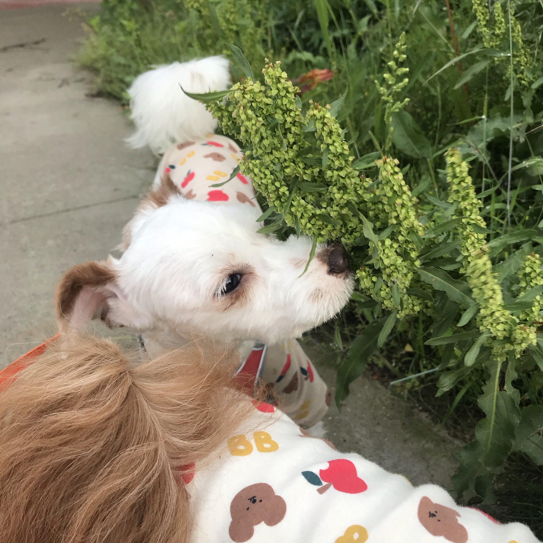 유기견-남매-데려왔는데-너무-귀여워ㅠㅠ-근데-너무-커버렸어;;-14-이미지