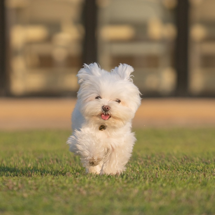 우리집-고양이가-눈안보이는-노견-지켜줘-(+추가사진)(+추추가)-31-이미지