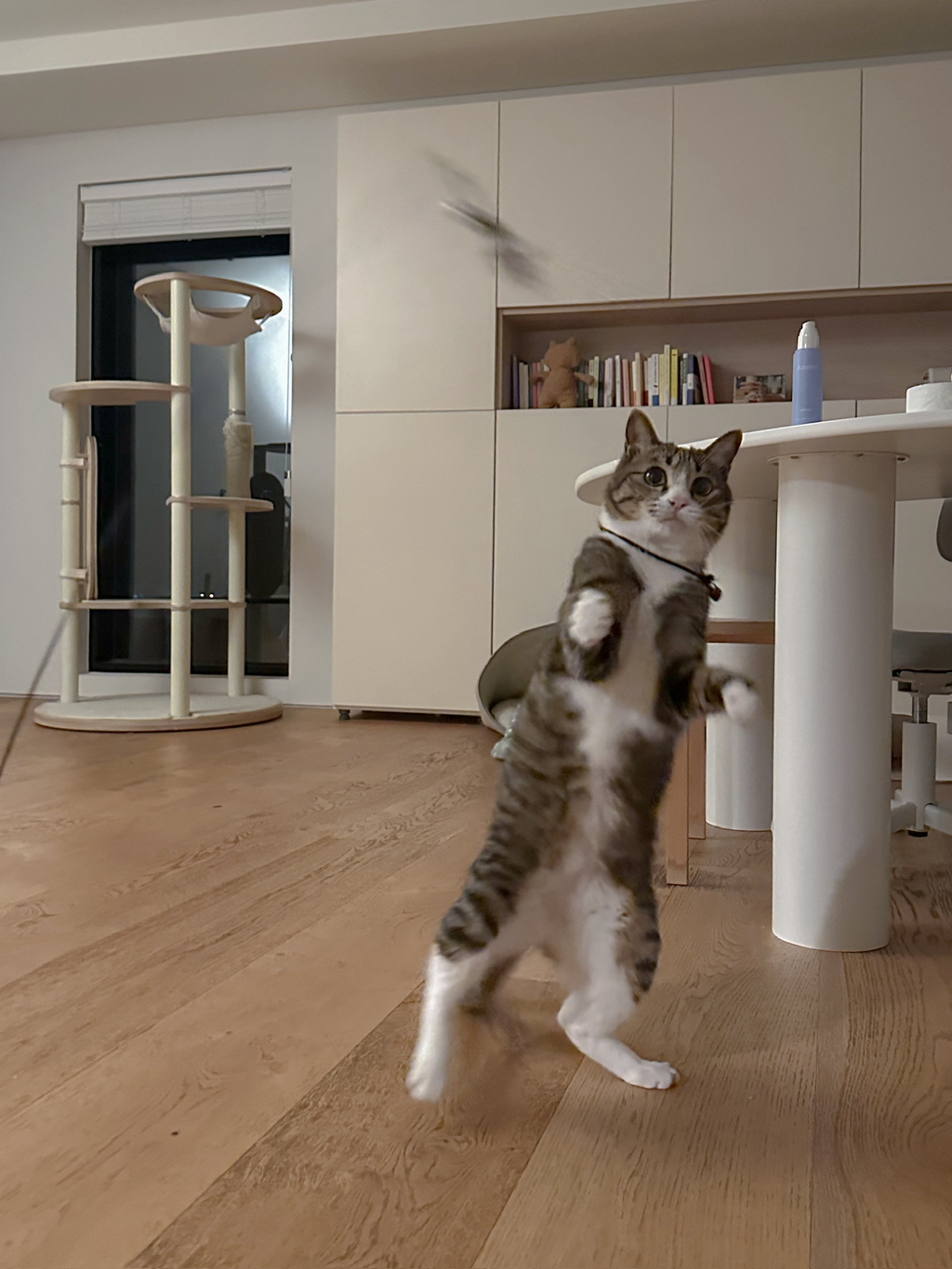 우리집-고양이가-눈안보이는-노견-지켜줘-(+추가사진)(+추추가)-17-이미지