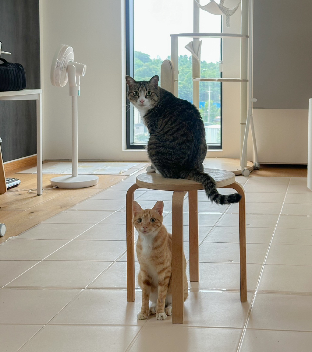 우리집-고양이가-눈안보이는-노견-지켜줘-(+추가사진)(+추추가)-10-이미지