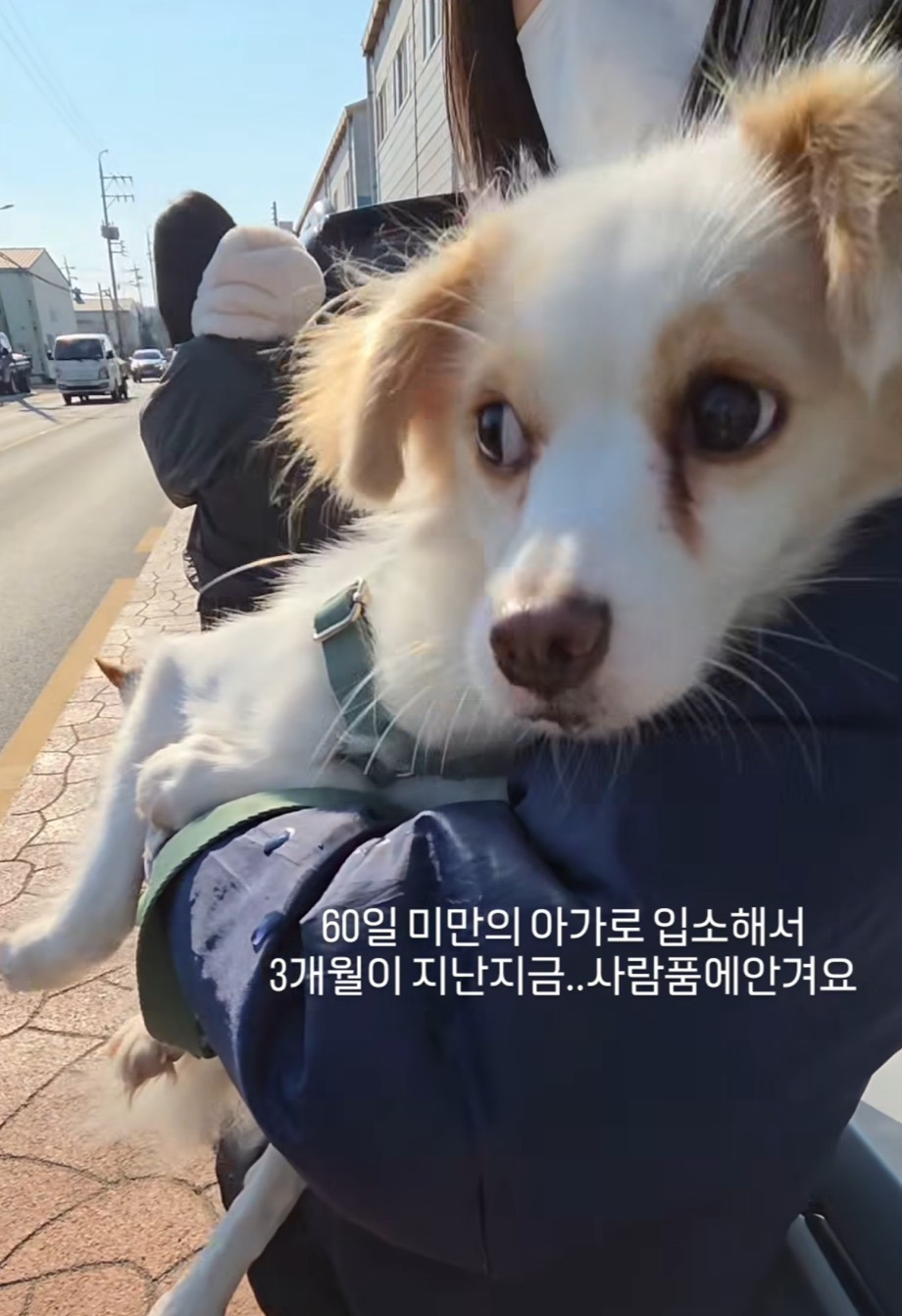 악성민원으로-오늘-전원-안락사-놓인-부산하얀비둘기보호소-강쥐들-2-이미지