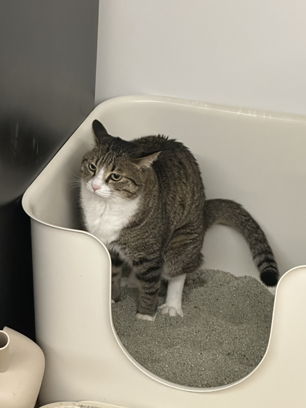 우리집-고양이가-눈안보이는-노견-지켜줘-(+추가사진)(+추추가)-5-이미지