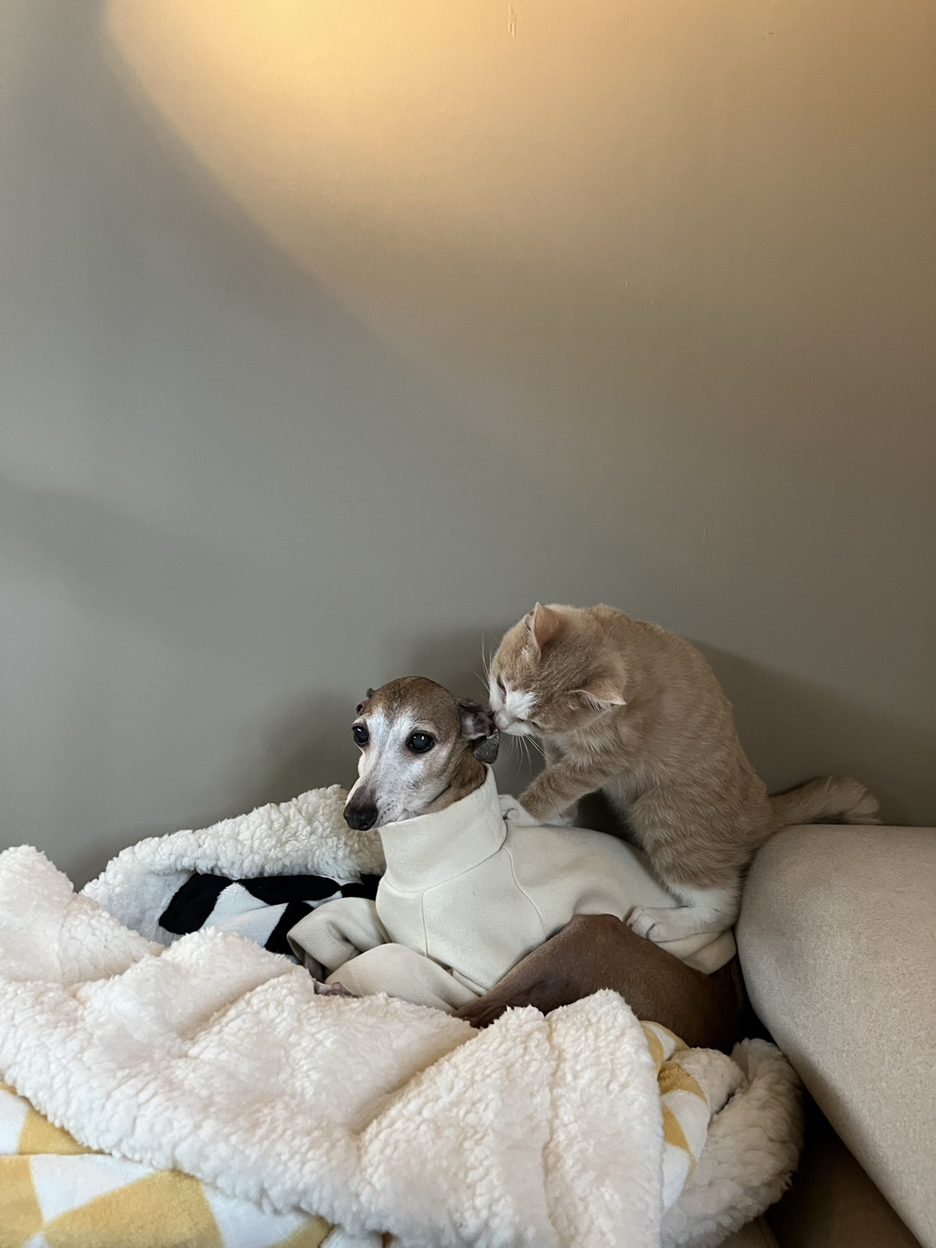 우리집-고양이가-눈안보이는-노견-지켜줘-(+추가사진)(+추추가)-28-이미지