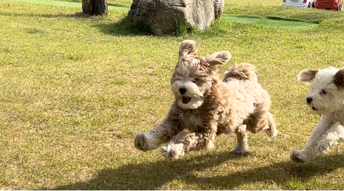 유기견-남매-데려왔는데-너무-귀여워ㅠㅠ-근데-너무-커버렸어;;-8-이미지