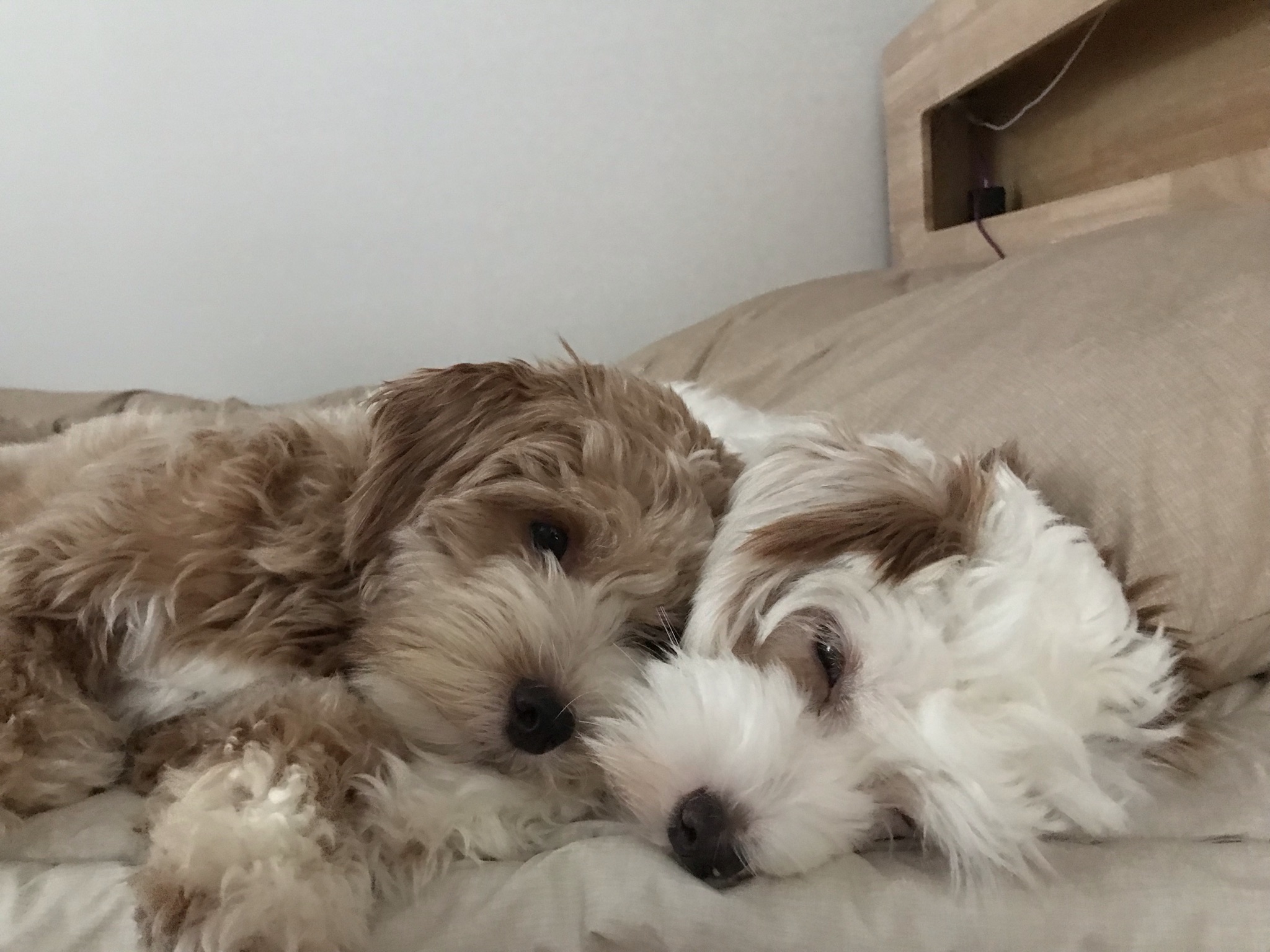 유기견-남매-데려왔는데-너무-귀여워ㅠㅠ-근데-너무-커버렸어;;-41-이미지