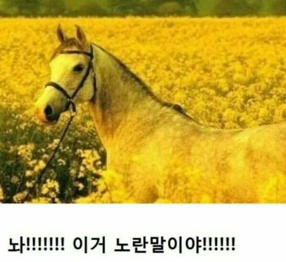 말띠-해가-얼마나-재미난지-아십니까?-14-이미지