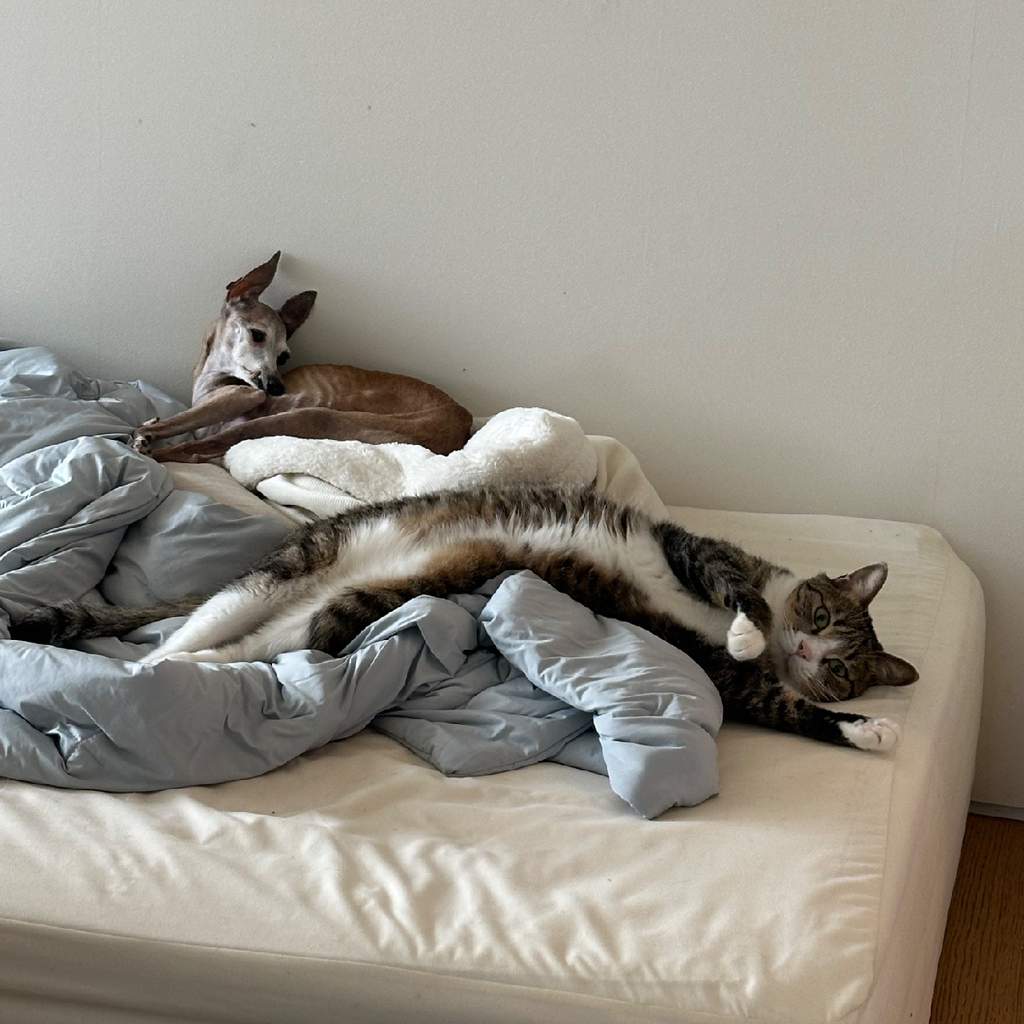 우리집-고양이가-눈안보이는-노견-지켜줘-(+추가사진)(+추추가)-3-이미지