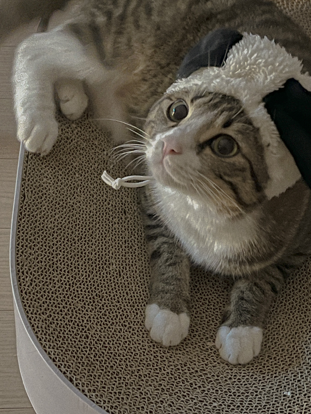 우리집-고양이가-눈안보이는-노견-지켜줘-(+추가사진)(+추추가)-35-이미지