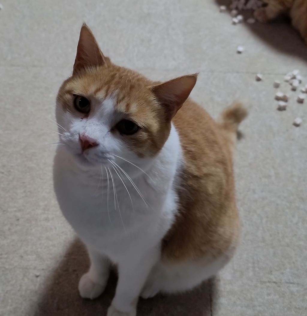 코숏-대중적-인기-vs-덕후픽-🐱-8-이미지