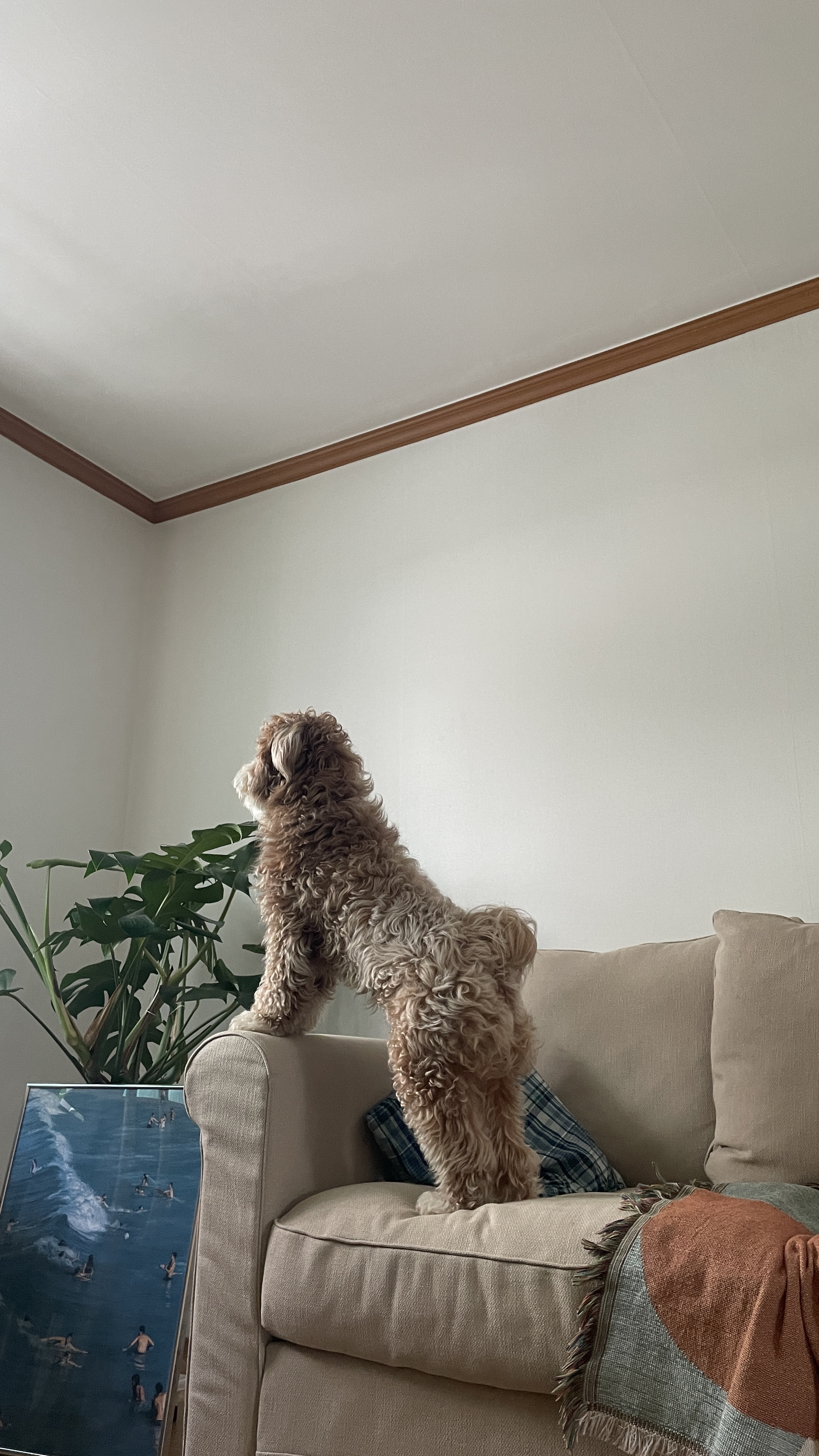 유기견-남매-데려왔는데-너무-귀여워ㅠㅠ-근데-너무-커버렸어;;-30-이미지