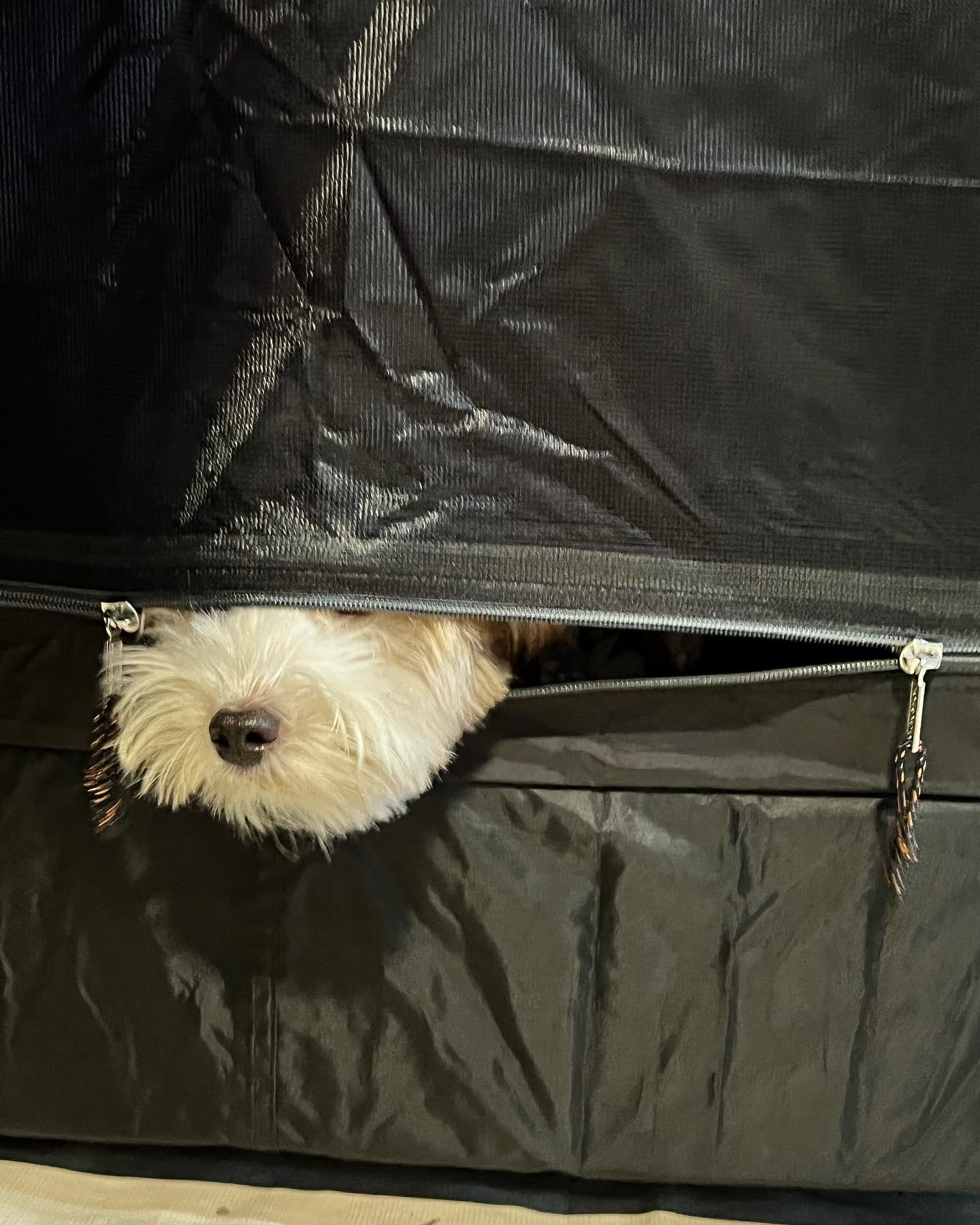 유기견-남매-데려왔는데-너무-귀여워ㅠㅠ-근데-너무-커버렸어;;-17-이미지