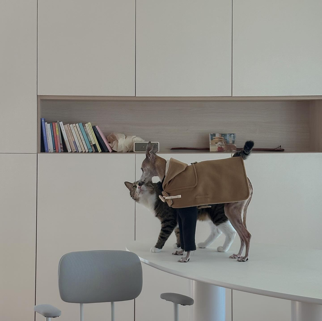 우리집-고양이가-눈안보이는-노견-지켜줘-(+추가사진)(+추추가)-15-이미지