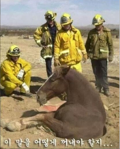 말띠-해가-얼마나-재미난지-아십니까?-1-이미지