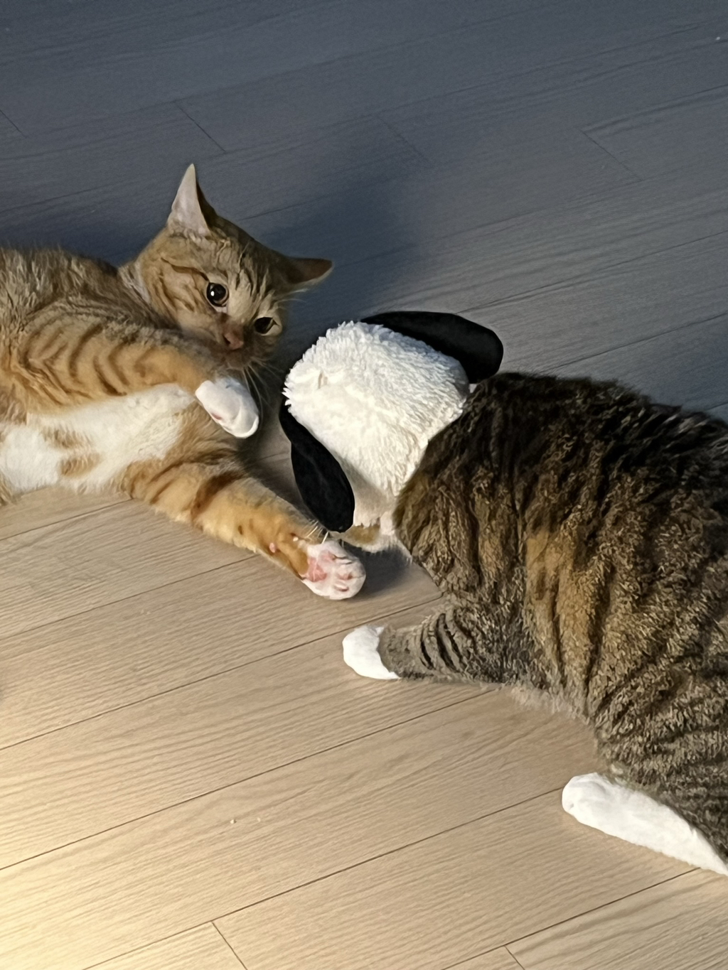 우리집-고양이가-눈안보이는-노견-지켜줘-(+추가사진)(+추추가)-37-이미지