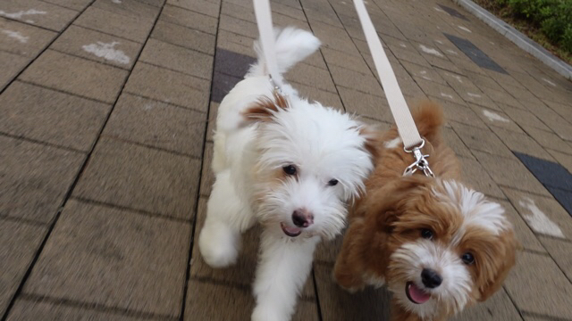 유기견-남매-데려왔는데-너무-귀여워ㅠㅠ-근데-너무-커버렸어;;-0-이미지