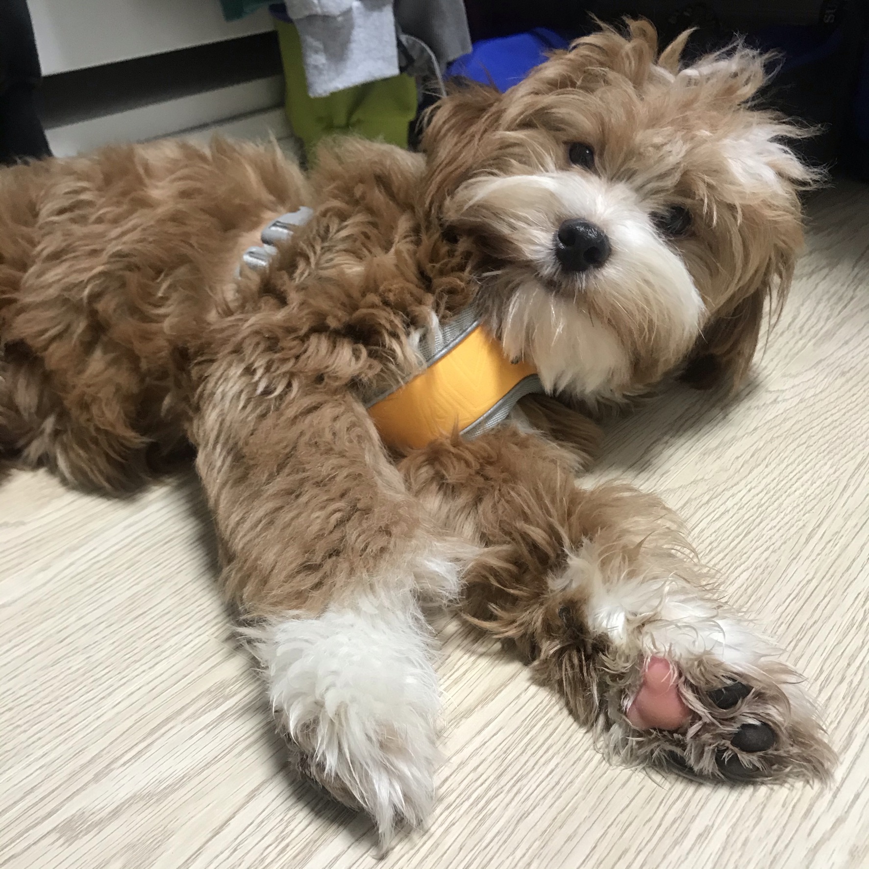 유기견-남매-데려왔는데-너무-귀여워ㅠㅠ-근데-너무-커버렸어;;-33-이미지