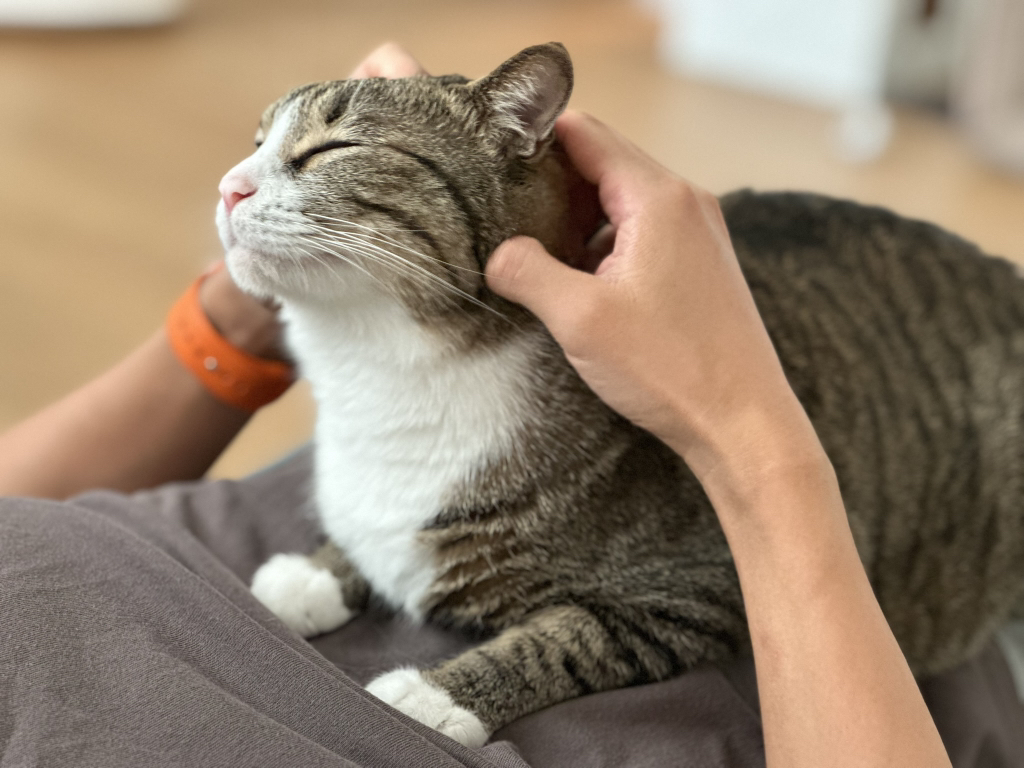 우리집-고양이가-눈안보이는-노견-지켜줘-(+추가사진)(+추추가)-38-이미지