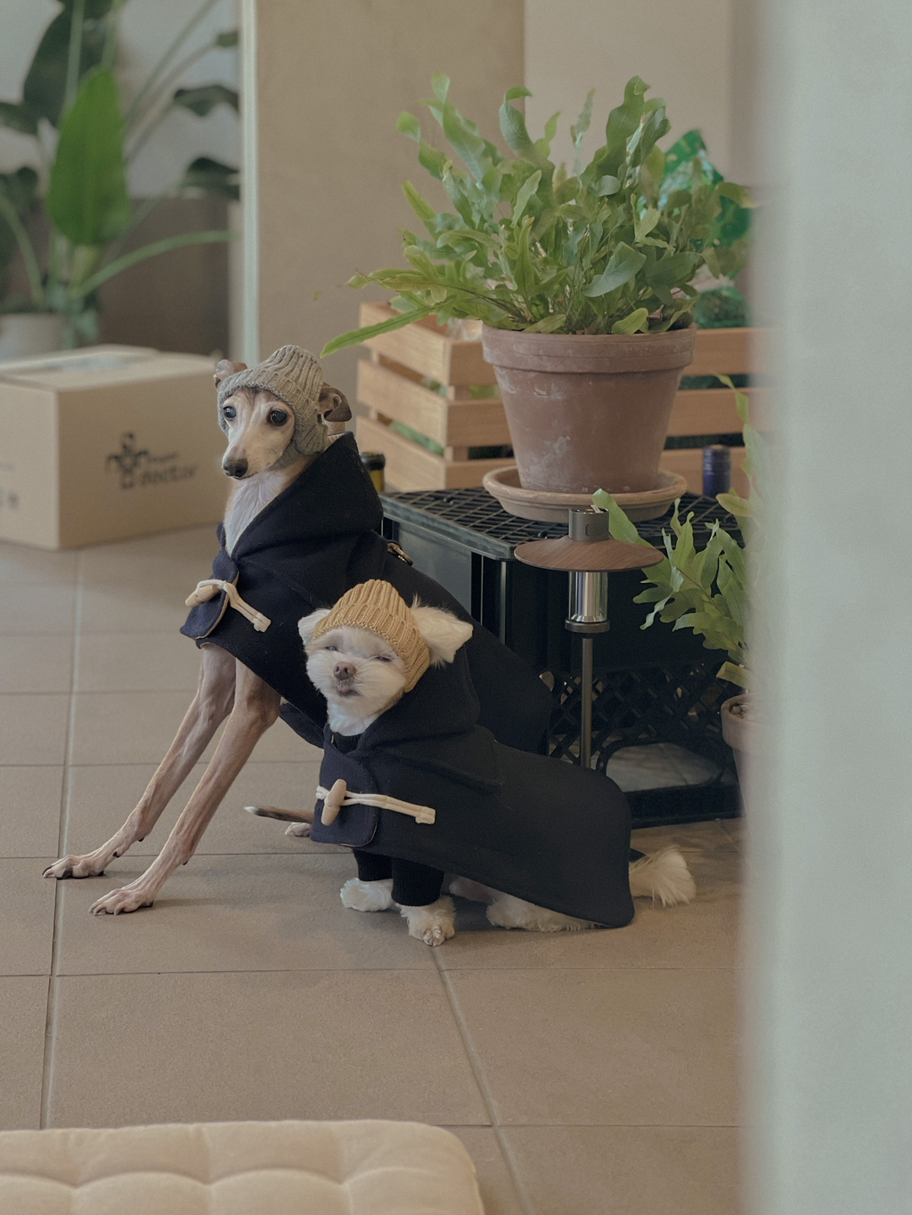 우리집-고양이가-눈안보이는-노견-지켜줘-(+추가사진)(+추추가)-13-이미지