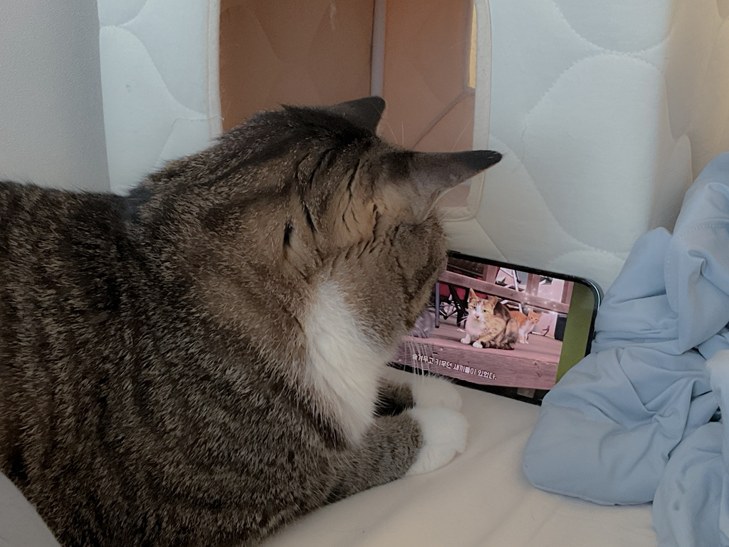 우리집-고양이가-눈안보이는-노견-지켜줘-(+추가사진)(+추추가)-4-이미지