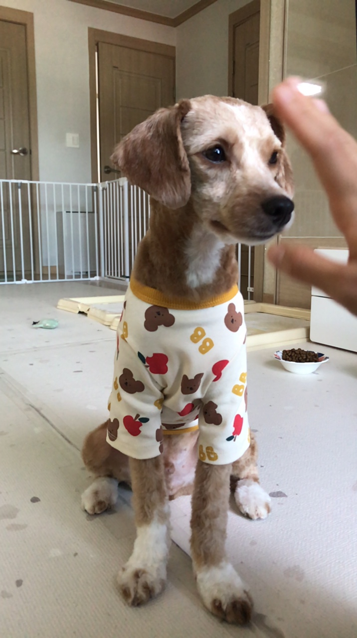 유기견-남매-데려왔는데-너무-귀여워ㅠㅠ-근데-너무-커버렸어;;-10-이미지