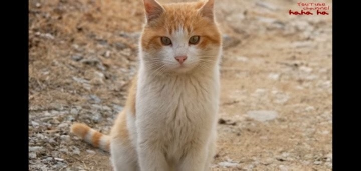 코숏-대중적-인기-vs-덕후픽-🐱-5-이미지